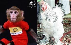 فیلم: مقایسه جالب میمون فضانورد ایرانی و مرغ زیبای سعودی