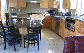 بالصور والفيديو.. الجوع يظهر عبقرية كلب في مطبخ