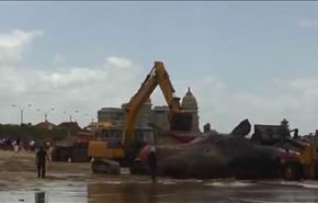 ویدیو؛ نهنگ غول‌پیکر در پایتخت اروگوئه!