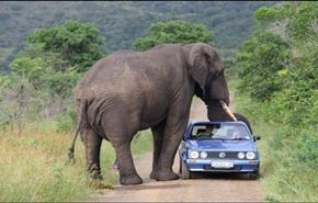 بالفيديو.. فيل يهاجم سيارة ويدحرجها بين قدميه