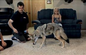 شاهد بالفيديو ذئب يعيش داخل منزل عائلة أميركية