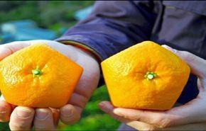 بالصور.. زراعة برتقال خماسي الشكل في اليابان