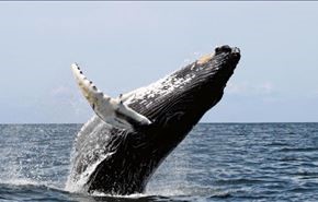 آیا تا کنون آواز نهنگها را شنیده‌اید ؟!