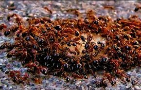 شاهد ماذا حدث عندما صب مصهور الألمنيوم بمستعمرة للنمل؟!