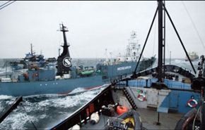 بالفيديو.. معركة لحماة الطبيعة مع سفينة لصيد الحيتان