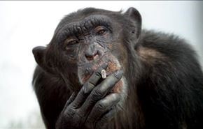 اعتیاد عجیب میمون به سیگار + فیلم