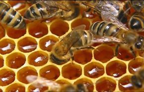 الحكم على امرأة قتلت مليوني نحلة في بولندا