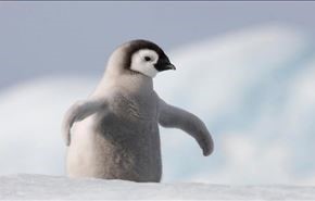 دوست نامتعارف یک پنگوئن بازیگوش + فیلم