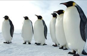 فیلم: رفتار عجیب پنگوئن‌ها هنگام راه رفتن !