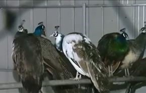 ویدیو؛ فرار 80 طاووس از مزرعه‌‌ای در چین