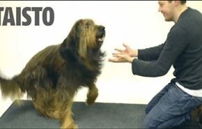 فيديو ساحر جمهوره من الكلاب يحرز ملايين المشاهدات