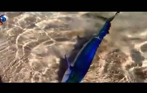 فيديو غريب عن انتحار سمكة
