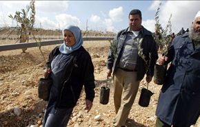 غزة تزرع شجر الزيتون إحياء ليوم الارض الفلسطيني