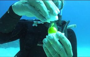 هل شاهدت يوما كيف تكون محتويات البيضة تحت الماء؟