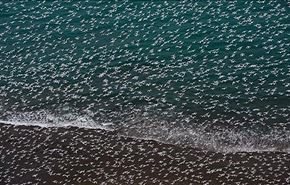 فرمانروایی مرغان دریایی بر آلاسکا + عکس