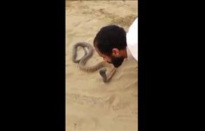 بالفيديو: رجل يقبّل ثعبان الكوبرا