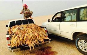 نسل کشی سوسمارها در عربستان ! + عکس