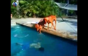 شاهد ردة فعل كلب عندما تظاهر صاحبه بأنه يغرق