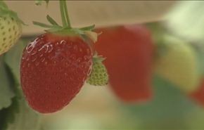 معاناة المزارعين الفلسطينين بسبب ممارسات الاحتلال