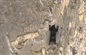 مهارت باور نکردنی خرسها در صخره نوردی + فیلم