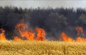 داعش عامل سوزاندن مزارع کشاورزان دیاله عراق