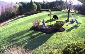رویارویی خرس سیاه و سگ ها در حیاط خانه