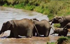 تلاش  فیل های بالغ برای نجات بچه فیل از رودخانه