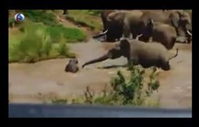 بالفيديو.. فيل ينقذ صغيره من الغرق بخرطومه