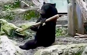 مهارت باورنکردنی خرس در چوب بازی + فیلم