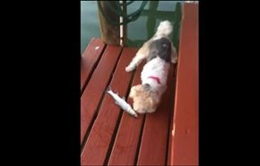 فيديو طريف..كلب يسقط في الماء هربا من سمكة