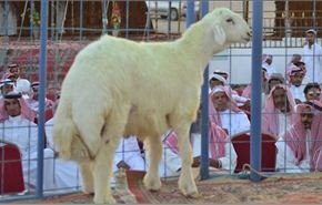 بيع خروف بمليون ريال في السعودية