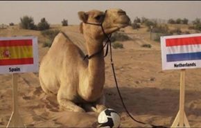 داعية سعودي: تنبؤ الحيوانات بنتائج المباريات 