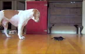 شاهد الكلب خائف... والسبب عنكبوت..!