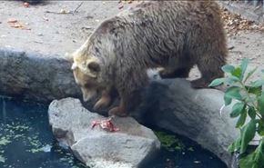 ویدیو+نجات کلاغ از غرق شدن توسط خرس باغ وحش