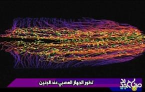 تطور الجهاز العصبي عند الجنین