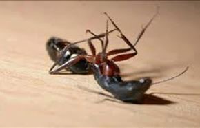 مورچه‌ها هم پیش از مرگ وصیت می‌کنند!