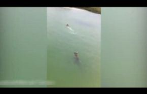 فيديو: مطاردة تمساح عملاق لطفل في الماء تنتهي بـ..