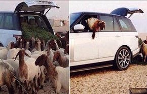 تبدیل خودرو نیم میلیارد تومانی به آغل گوسفندان!+فیلم