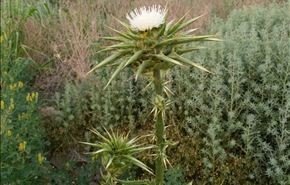 صور من جمال الطبیعة في مدینة ذي قار - العراق