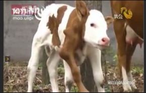 بالفيديو.. ولادة عجل بـ6 ارجل في الصين