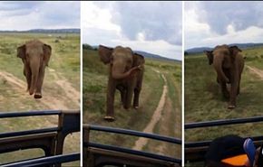 فيديو: فيل يطارد رحلة سفاري
