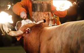 آتش زدن گاو برای تفریح در اسپانیا
