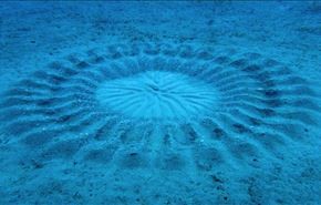 اثر زیبای ماهیِ هنرمند در کف دریا + فیلم!