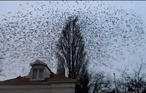 مقطع لطيور تترك شجرة بنفس الوقت يحقق ملايين المشاهدات