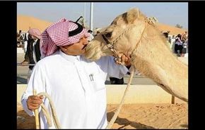 ماساژ و کارواش شترها در عربستان + عکس