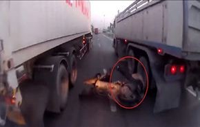 رجل كاد يودي بحياته بين شاحنتين...بالفيديو