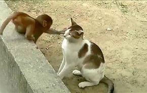 بازی دیدنی میمون و گربه !