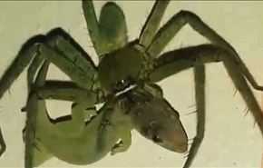 عنکبوت بزرگ مارمولک را زنده زنده خورد+فیلم