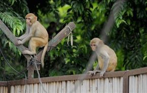 تلاش دیدنی میمون برای نجات همنوع خود از مرگ + فیلم