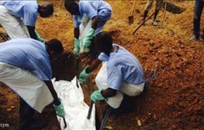 درختی در گینه عامل گسترش بیماری ابولا!